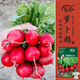 壽禾櫻桃蘿卜種子苗水果蘿卜冬春蔬菜種籽 攔截者櫻桃蘿卜種子10g