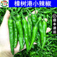 果紛客【順豐直達(dá)】正宗湖南特產(chǎn)樟樹(shù)港小辣椒當(dāng)季現(xiàn)摘青椒新鮮蔬菜整箱 5斤 精品裝【力薦】