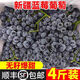 新疆新鮮無(wú)籽藍莓葡萄凈果2/3/4斤新鮮應季水果非夏黑葡萄無(wú)核紫R 1.3斤【帶箱試吃】 【網(wǎng)套+氣泡柱】