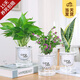 開(kāi)時(shí)果 綠植盆栽桌面水培綠植 辦公室植物懶人盆景水養植物源頭直發(fā)包郵 綠蘿+滿(mǎn)天星+虎皮蘭