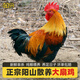 鮮其間正宗清遠陽山雞土雞農(nóng)家散養(yǎng)走地雞雞項整只新鮮現(xiàn)殺老母雞大扇雞 【陽山大扇雞】殺好約5斤/1只裝 雜糧喂養(yǎng)（現(xiàn)殺現(xiàn)發(fā)）