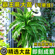 臨雅霸王蕨吊盆栽水培蕨類(lèi)植物室內綠植雨林壁掛造景長(cháng)葉垂吊波士頓蕨 180#霸王蕨冠幅50-60厘米