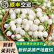 新鮮茉莉花可食用鮮花茉莉花穿手串茉莉花苞現(xiàn)摘產(chǎn)地直發(fā)順豐空運 250g 食用小花