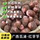 京營粉糯香廣西荔浦紅芽芋新鮮小香芋艿毛芋子農(nóng)家牛奶油小芋頭仔 5斤 小果特惠促銷