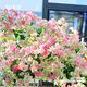 虹越（HONGYUE）三角梅盆栽苗花苗 盆景爬藤造景觀(guān)賞彩色花卉植物 綠葉櫻花 170#（帶盆栽好）