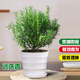 京云夢(mèng) 迷迭香盆栽驅蚊蟲(chóng)植物可食用西餐牛排水培花卉塑料盆源頭直發(fā)