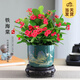 開時(shí)果 鐵海棠盆栽帶花發(fā)貨 虎刺梅四季開花卉植物盆景綠植源頭直發(fā)包郵 【鐵海棠】旭日東升盆+圓底托