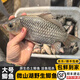 云映漁舟生態(tài)大鯽魚(yú)大湖特大新鮮土鯽魚(yú)活魚(yú)現殺下奶滋補燉湯紅燒生鮮順豐 每2斤3條 2斤（殺好損耗15％）