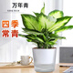 泰西絲萬年青盆栽綠植懶人自吸盆水培植物擺件+大號光汐吸水盆 源頭直發(fā)