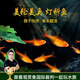 美人霧 燈科魚(yú)熱帶魚(yú)小型觀(guān)賞魚(yú)活魚(yú)活體紅綠燈魚(yú)淡水草缸群游 噴火燈魚(yú)10條