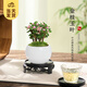 開(kāi)時(shí)果 金枝玉葉盆栽多肉植物盆景 辦公室內桌面花卉小綠植源頭直發(fā)包郵 【叢生款】白玉圓陶盆+苔蘚+底托