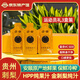 魔梨【盤州館】貴州安順特產(chǎn)魔梨刺裸裸金刺梨汁刺梨原液純果汁VC原漿 運(yùn)動(dòng)員30ml*28袋 禮盒3盒 金刺梨原汁