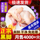 柒島大公雞散養(yǎng)兩年老公雞農(nóng)村現(xiàn)殺鮮雞肉新鮮整只土公雞 大公雞5斤/只凈重 京倉服務(wù)更好