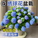 臨雅繡球花苗盆栽室內(nèi)陽(yáng)臺(tái)庭院植物四季開(kāi)花卉無(wú)盡夏帶花苞耐寒老樁秀 【花期帶花】太陽(yáng)神殿