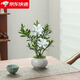 八芽小葉梔子花盆栽開花植物室內(nèi)桌面茶幾好養(yǎng)花卉綠植辦公室凈化空氣 梔子花+白裂紋金邊陶瓷盆+苔蘚鋪好發(fā)貨 帶盆栽好