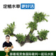 云峰海瑞 水草活體魚(yú)缸造景套餐用品水族箱裝飾魚(yú)缸種子沉木活水草 南極杉6頭沉木