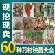 中草藥苗大全百草園名貴中藥材苗板藍根苗黃精苗白芨苗天門(mén)冬苗 食用藥用百合種球6顆