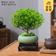 開(kāi)時(shí)果 小葉赤楠盆景中式禪意植物 金絲楠木盆栽辦公室內桌面老樁綠植 綠色橢圓盆+苔蘚+底座