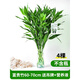 壹植富貴竹水培植物客廳轉運竹室內觀(guān)音竹龍竹綠植盆栽帶根節節高植物 富貴竹粗枝60-70厘米高4棵
