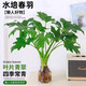 行湘水培綠植盆栽盆景桌面觀葉植物春羽3株60-80cm不含瓶 源頭直發(fā)