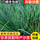 顏曼箐現(xiàn)剪沙蔥甘肅民勤新鮮沙蔥特產(chǎn)沙漠蔥包子餃子餡順豐 1000g 順豐