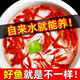 百綸木千草金魚觀賞魚冷水魚不加溫新手好養(yǎng)純種鳳尾大紅草魚苗 3-5cm草金魚11條 送魚糧