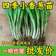 四季小香蔥種苗香蔥根苗無限生長(zhǎng)品種蔥花盆栽陽臺(tái)農(nóng)田種植分蔥苗 四季生長(zhǎng)香蔥苗100棵[高成活高