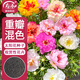 壽禾 重瓣太陽(yáng)花種子苗混色大花四季播花種籽 重瓣太陽(yáng)花種子約8000粒