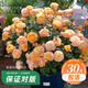 京悠雨果汁陽(yáng)臺(tái)月季盆栽四季開(kāi)花卉玫瑰鮮花帶花苞陽(yáng)臺(tái)爬藤植物薔薇花苗 果汁陽(yáng)臺(tái)15cm 含盆