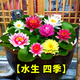 碧鼎水池塘睡蓮水養植物種子花卉四季種耐寒室外水生水培荷花水蓮花 睡蓮花種苗1個(gè)