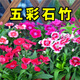 碧鼎耐寒多年矮生五彩石竹花種子四季種開(kāi)花耐旱室外庭院花卉花草花籽 五彩石竹種子 1000粒+肥