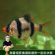 云峰海瑞 小型熱帶魚觀賞魚活體紅綠燈魚淡水水族魚寵物虎(四間魚)皮魚 虎(四間魚)皮魚20條