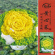 壽禾 奶油黃心烏塌菜種子種苗耐寒冬春黃心烏蔬菜種籽 黃心菜種子25g