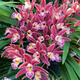 蜜蜂蘭蘭花苗開(kāi)花濃香型花期8月至開(kāi)年3月室內室外好養花卉綠植蘭 10苗起不帶花苞(原盆原土發(fā)貨)