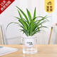 開時果 綠植盆栽桌面水培綠植 辦公室植物懶人盆景水養(yǎng)植物源頭直發(fā)包郵 吊蘭（四季常綠）