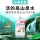 江南貢泉 活的高山泉水12L 大桶桶裝水飲用水泡茶水 非礦泉水純凈水 12L*3桶