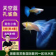 美人霧孔雀魚(yú)觀(guān)賞魚(yú)活體鳳尾魚(yú)斗魚(yú)寵物活體小型熱帶魚(yú)活體活魚(yú) 天空藍2對（3cm左右）