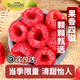 云南怡顆紅樹(shù)莓鮮果【順豐空運—送上門(mén)】黑莓覆盆子黑樹(shù)莓大果18 紅樹(shù)莓2盒  |  125g/盒
