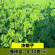 雅之寧木豆種籽多年生護坡固土灌木草子耐鹽耐堿工程見(jiàn)土就活綠化草種子 灌木【決明子】量大優(yōu)惠