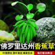 勝畫(huà)香蕉草水草植物魚(yú)缸專(zhuān)用造景擺件制氧陰性水培植物和魚(yú)共養綠植草 香蕉草小號3棵【生長(cháng)快 好養活】