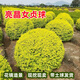 晨際花鏡耐寒植物亮晶女貞球形亮晶女貞棒棒糖亮金女貞塔型盆栽植物 亮晶女貞 【冠幅20厘米】 10cm以下