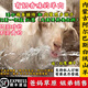 阿爾巴斯烏仁都希新鮮 現(xiàn)宰  散養(yǎng) 內(nèi)蒙古 阿爾巴斯山羊  鄂托克旗 手扒肉6斤 排骨多 內(nèi)蒙人最愛(ài) 新鮮 現(xiàn)殺 內(nèi)蒙古 阿爾巴斯山羊