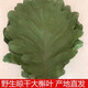 新鮮菠蘿葉槲葉特大號干粽葉批發(fā)家用山東玻璃葉胡葉粽子桲欏葉 晾干粽葉100片(送繩)