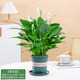 歐芽精品白掌一帆風(fēng)順盆栽花卉植物室內(nèi)好養(yǎng)耐陰綠植四季開花客廳水培 【帶花】精品白掌+加侖盆;帶盆栽好