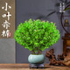 行湘小葉赤楠綠植盆栽室內(nèi)桌面盆景+綠色裂紋陶瓷盆+塑料圓托源頭直發(fā)