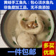 連江黃岐淡水海水魚(yú)丸實(shí)心包心手工馬鮫魚(yú)鰻魚(yú)丸福州特產(chǎn)無(wú)不良添 包心淡水魚(yú)丸1斤