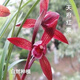 滇寶素蘭花春蘭紅素名品老種蘭花苗濃香型室內花卉盆栽 春蘭各品：天府紅素 年底開(kāi)花 8苗連體 精品+