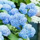 虹越（HONGYUE）大花繡球花盆栽苗 無(wú)盡夏花手鞠萬(wàn)華錦繡球八仙花庭院陽(yáng)臺花卉 【大花繡球】“無(wú)盡夏”2加侖