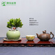 潮裕盆景高端羅漢松造型地景樹室內(nèi)植物庭院迎客松真樹老樁客廳辦公室盆景 老樁羅漢松盆景177 帶盆栽好