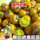 福順德糖珀琥唐伯虎小柿子秧苗綠色小番茄綠寶石小西紅柿青口種種子 [糖珀琥番茄] 穴盤(pán)苗12顆+肥料